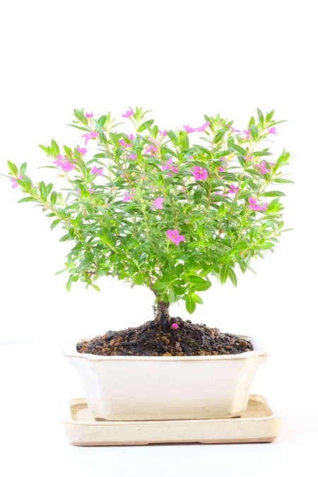 Orchard Style Cuphea Bonsai Tree – Flowering Bonsai in Glazed Ivory Ceramic Pot