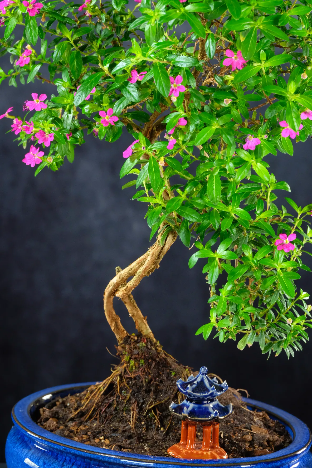Captivating Indoor Cuphea Bonsai with Striking Purple Flowers | Beautifully Twisty Trunk