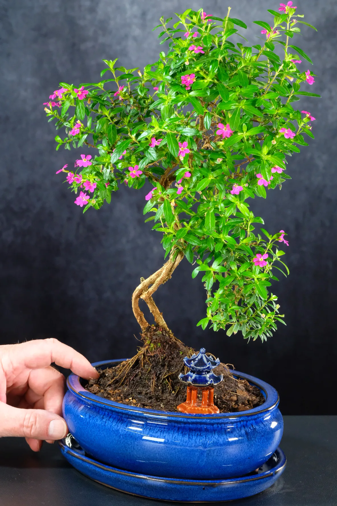 Purple blossom bonsai tree for sale