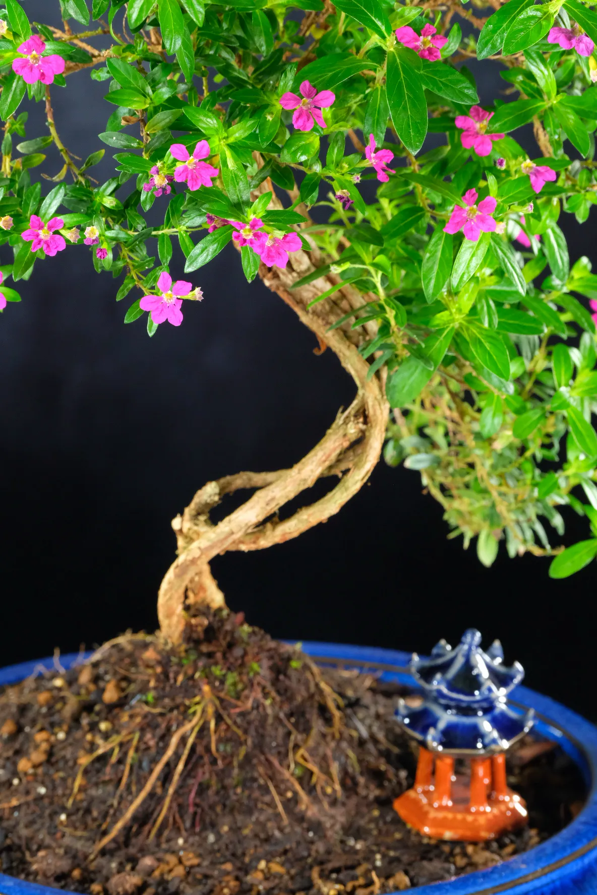 Slender entwined trunks of this pretty cuphea bonsai with temple