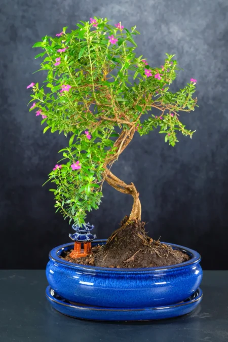 9-Year-Old Cuphea Bonsai (Purple Blossom) – Flowering Indoor Bonsai
