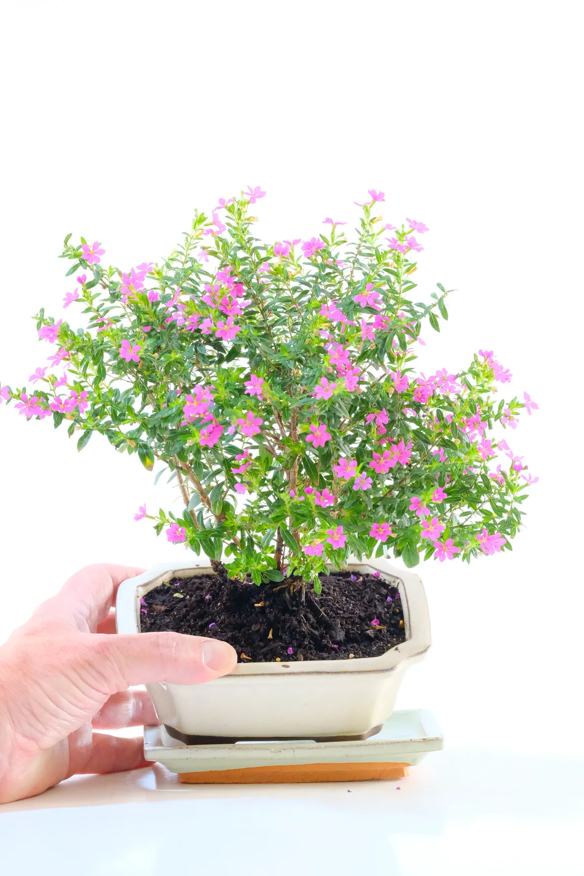 Prolific Summer Purple Blossom Indoor Bonsai - Symbolises Good Luck & wishes that come true