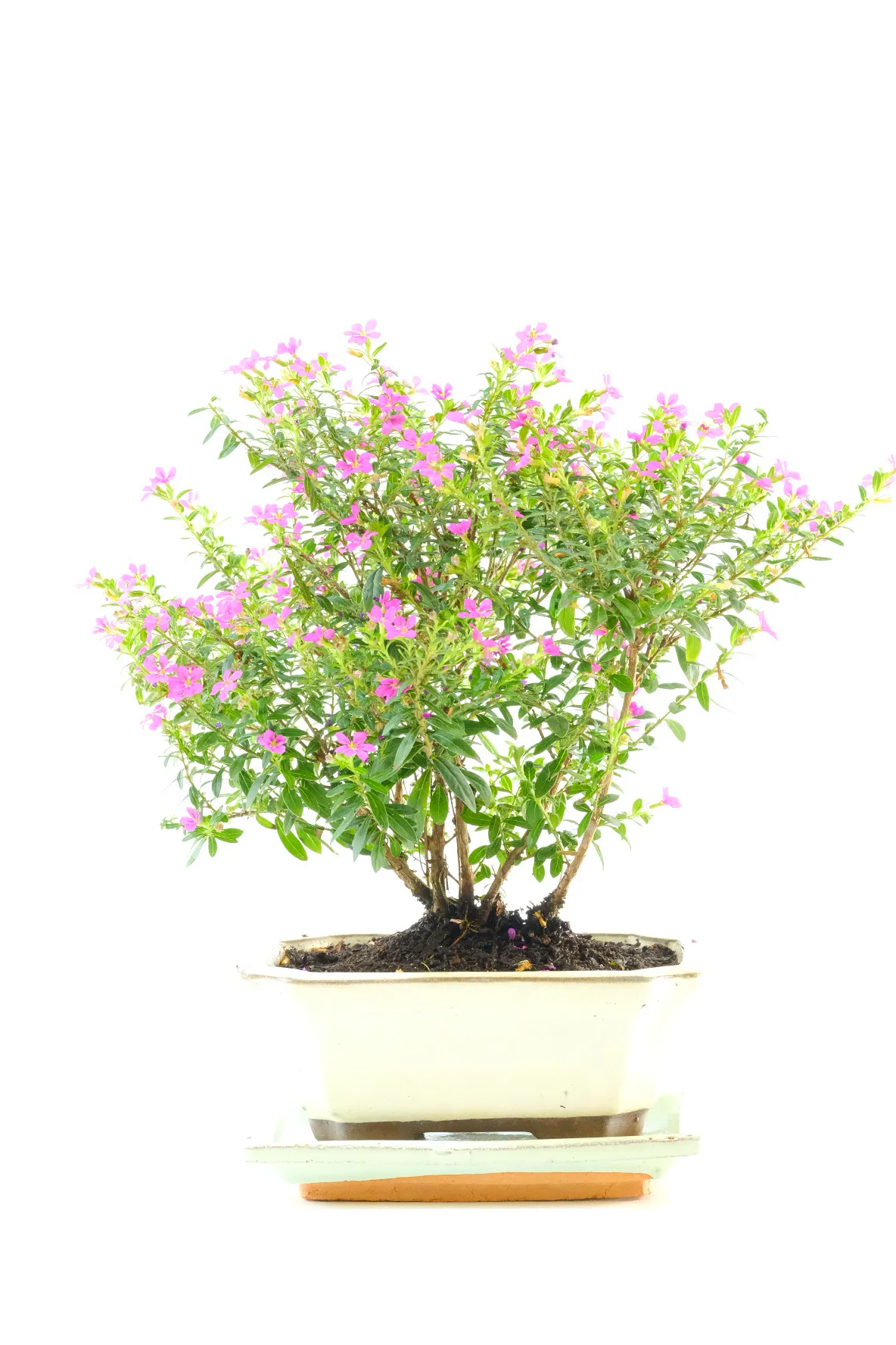 Mexican Heather Bonsai Tree – Miniature Cuphea hyssopifolia Starter Bonsai