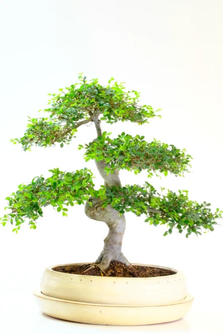 This exceptional 28-year-old specimen of Ulmus parvifolia showcases the artistry and patience behind true bonsai cultivation. Its mature, deeply textured bark immediately conveys age and permanence
