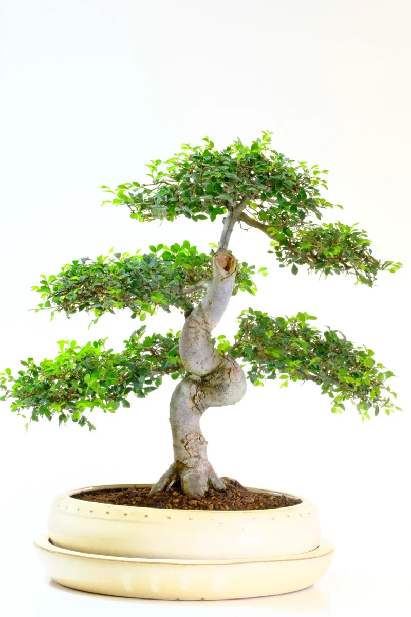 This bonsai arrives planted in a brand-new ivory circular ceramic bonsai pot. The glossy finish contrasts beautifully with the earthy tones of the bark and foliage, enhancing the overall composition.