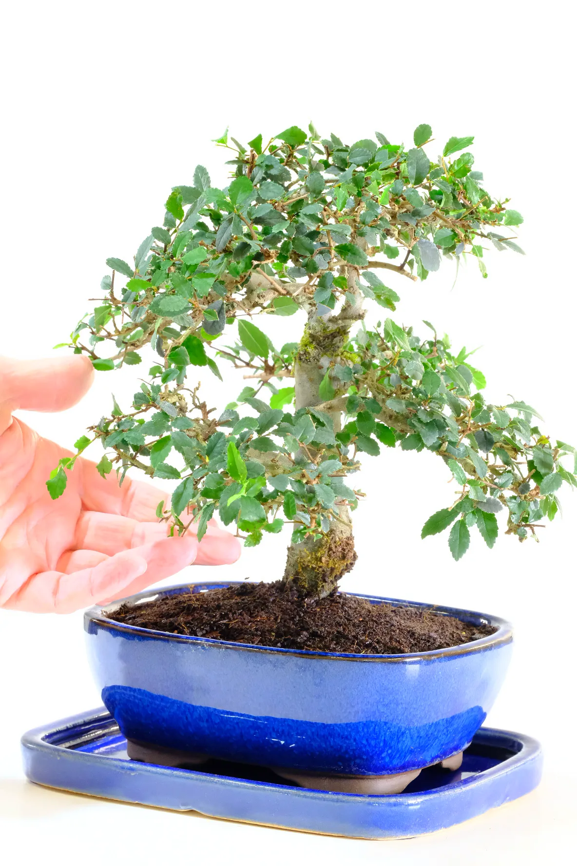 Beginners Chinese Elm Tree from our premium indoor bonsai collection.