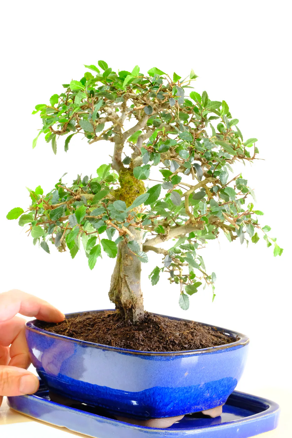 This Chinese Elm tree is potted into a brand new rich blue glazed ceramic pot, accompanied by a drip tray.