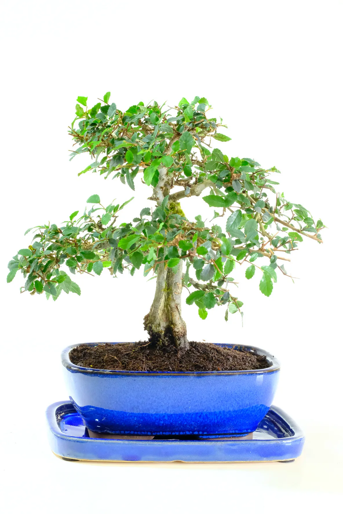 This 8 year-old bonsai displays stunning attributes, including textured bark with aged features and an 'informal upright' trunk.