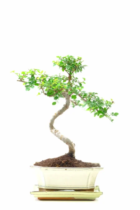 Uniquely Styled Chinese Elm Indoor Bonsai with Rich Foliage in Cream Pot