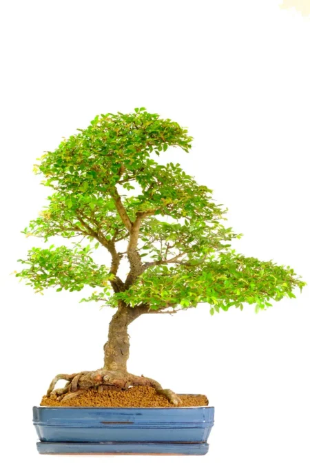 Ultimate 46-Year-Old Big Cork Bark Elm Bonsai Tree – Premium Ulmus parvifolia Masterpiece Styled by Expert Artist