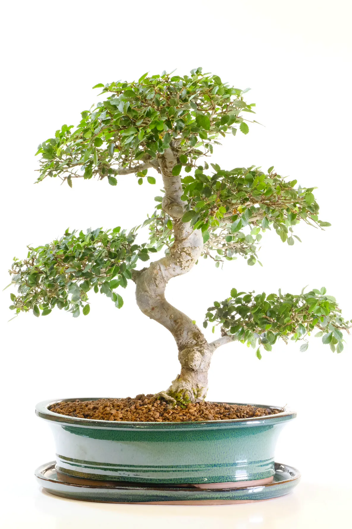 Phenomenal large Chinese Elm bonsai for sale