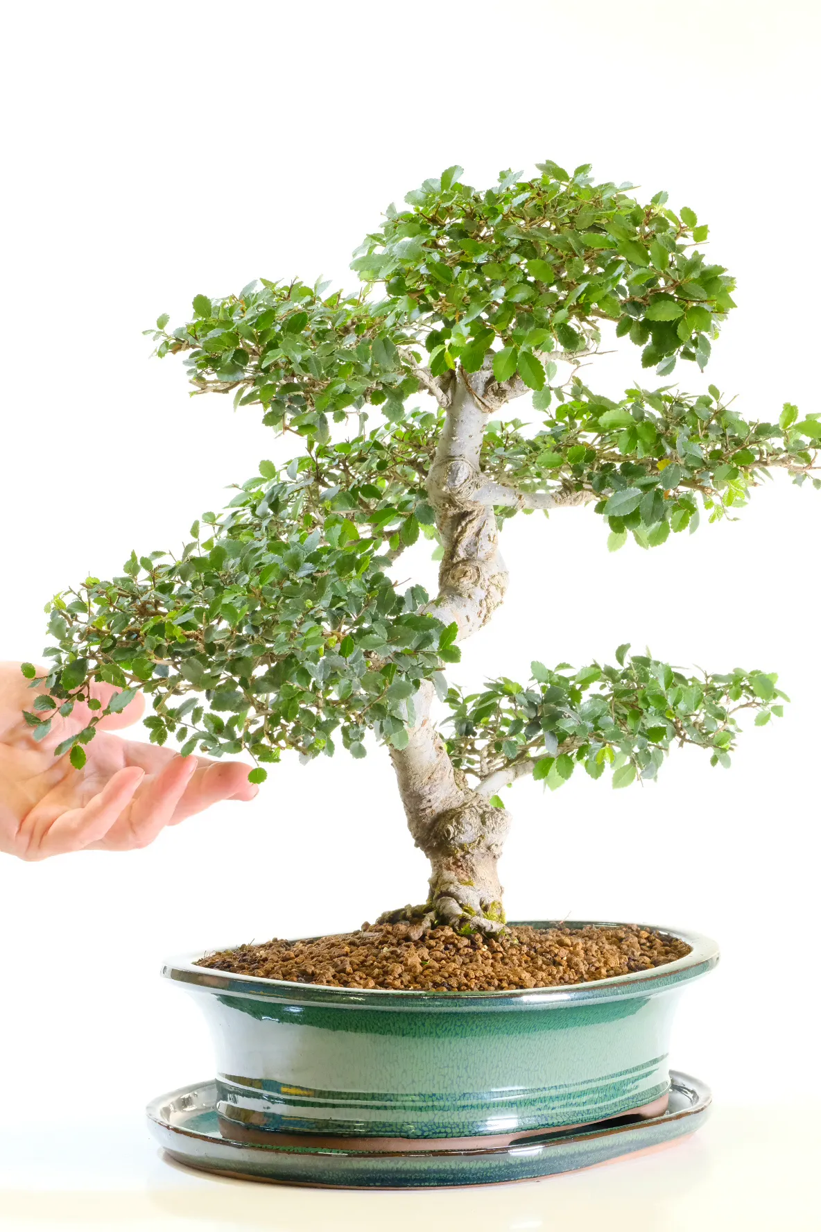 Delightful artistic ramification and neat foliage pads