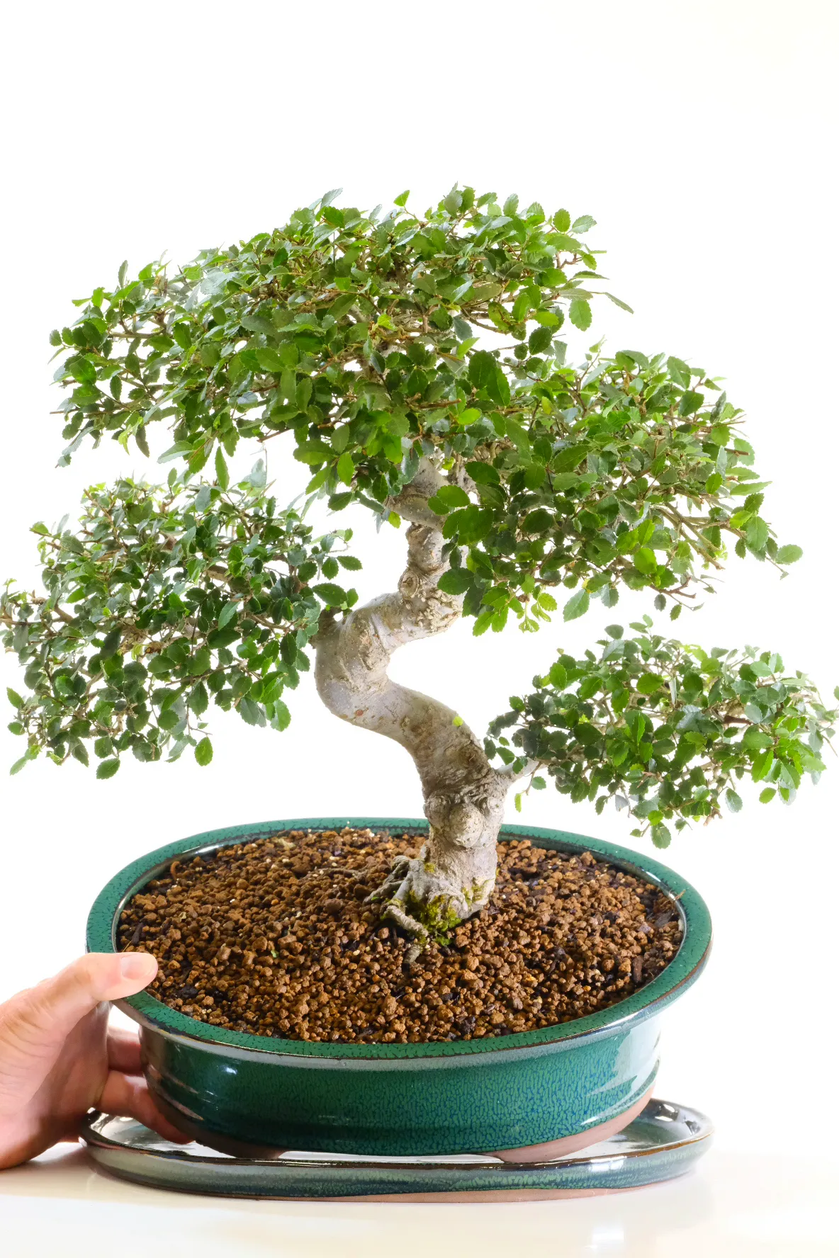 Potted into a forest green bonsai pot with matching ceramic drip tray