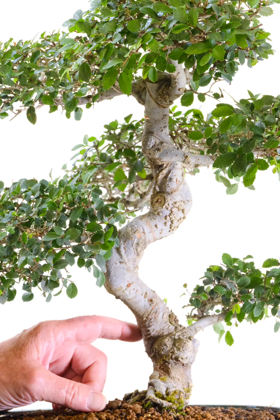 Chunky, twisty trunk and perfectly positioned branches