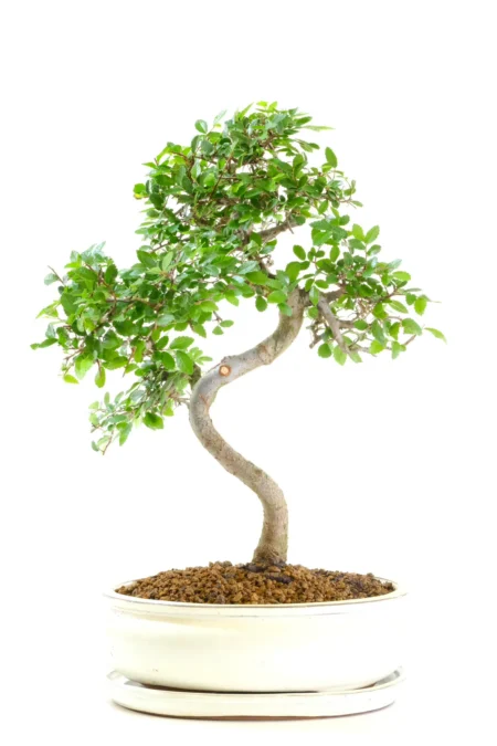Stunning twisty indoor or outdoor bonsai for sale