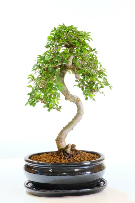 13-Year-Old Premium Chinese Elm Bonsai – Sleek Black Ceramic Pot