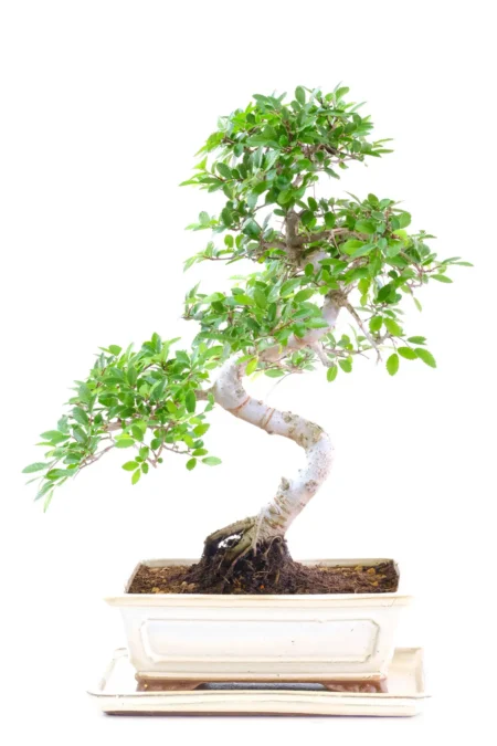 Elegant Chinese Elm Bonsai with Beautiful Twisty Trunk & Lush New-Season Canopy
