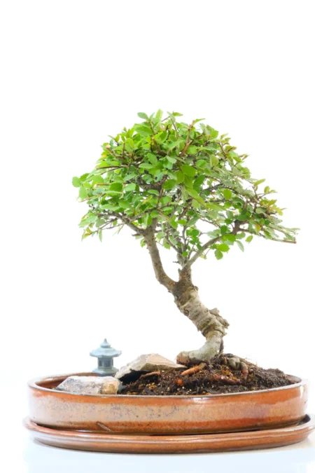 Chinese Elm Bonsai Garden – 8 Years Old (Ulmus parvifolia)