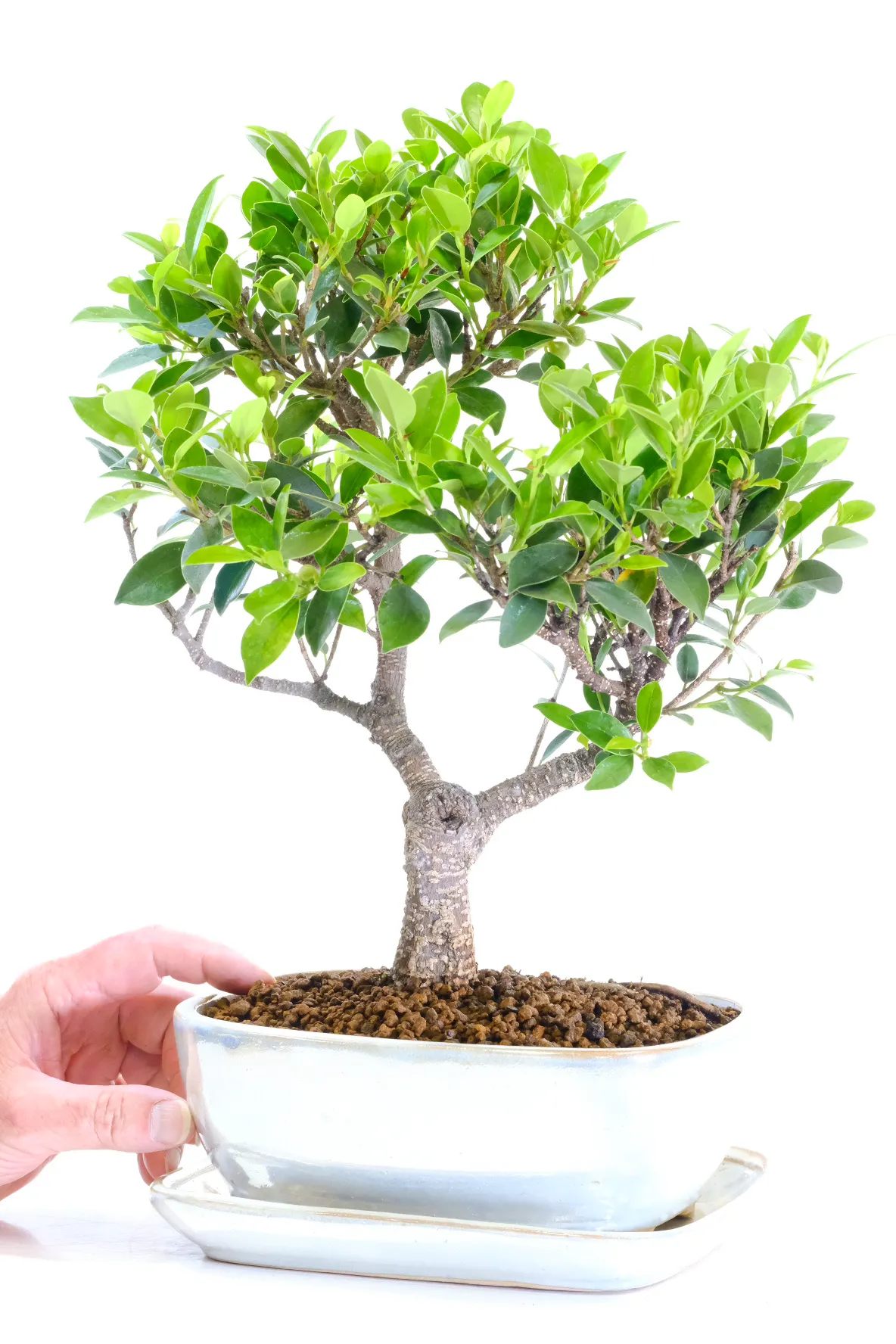 Fruiting Now! Absolutely Phenomenal Indoor Ficus Bonsai Tree | Banyan Tree