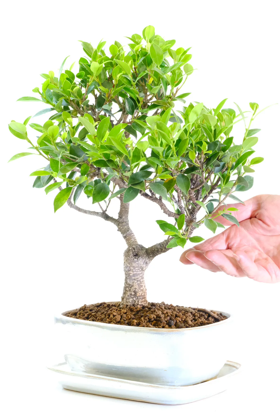 A Perfect Bonsai Fig Tree for Beginners