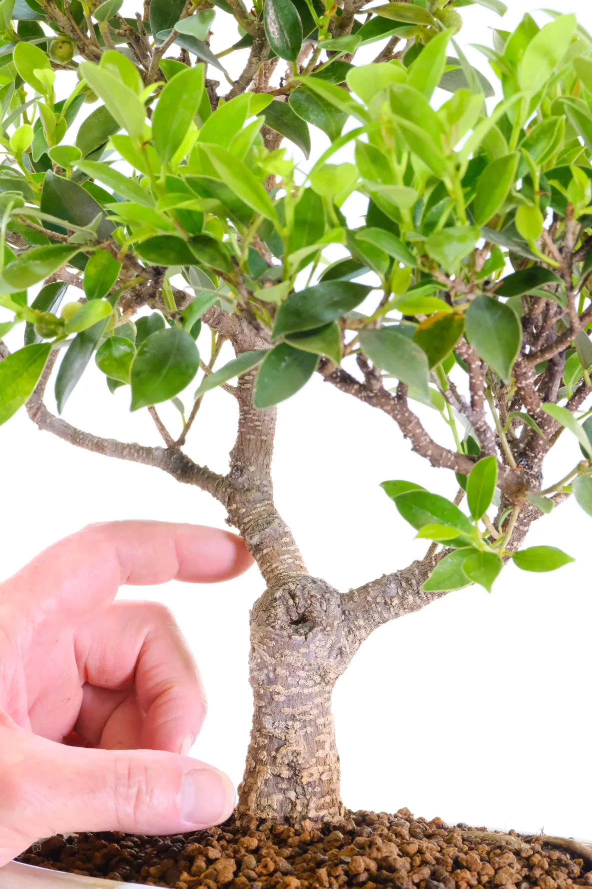 Amazing trunk with uro feature