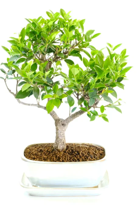 Formal Upright Ficus retusa Bonsai Fig Tree