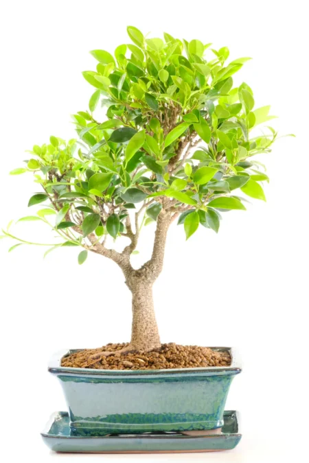 Bonsai Ficus – Strong Trunk with Glossy Green Leaves