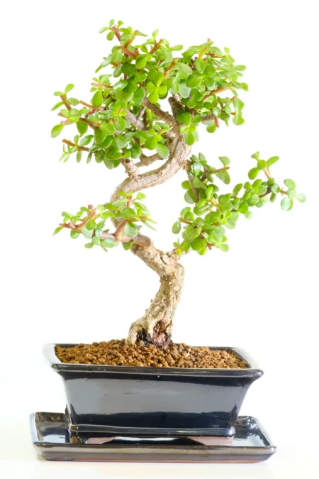 Petite Dwarf Money Tree Jade Bonsai | Brand New Gloss Black Pot