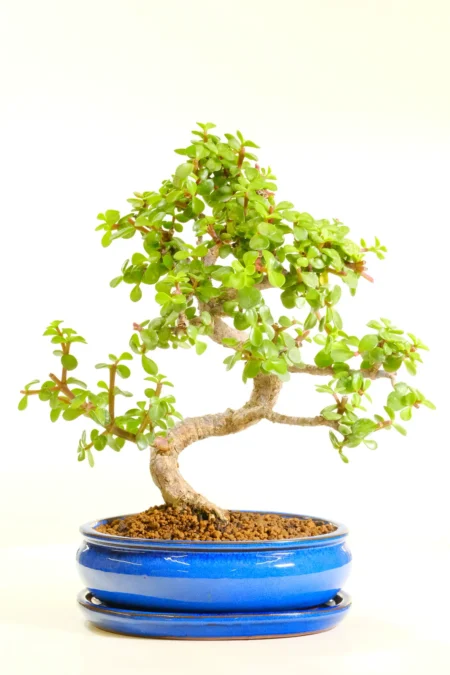 Graceful Jade Money Tree with Fantastic Trunk Shape - Easy Beginners Bonsai - Symbolises Luck and Prosperity