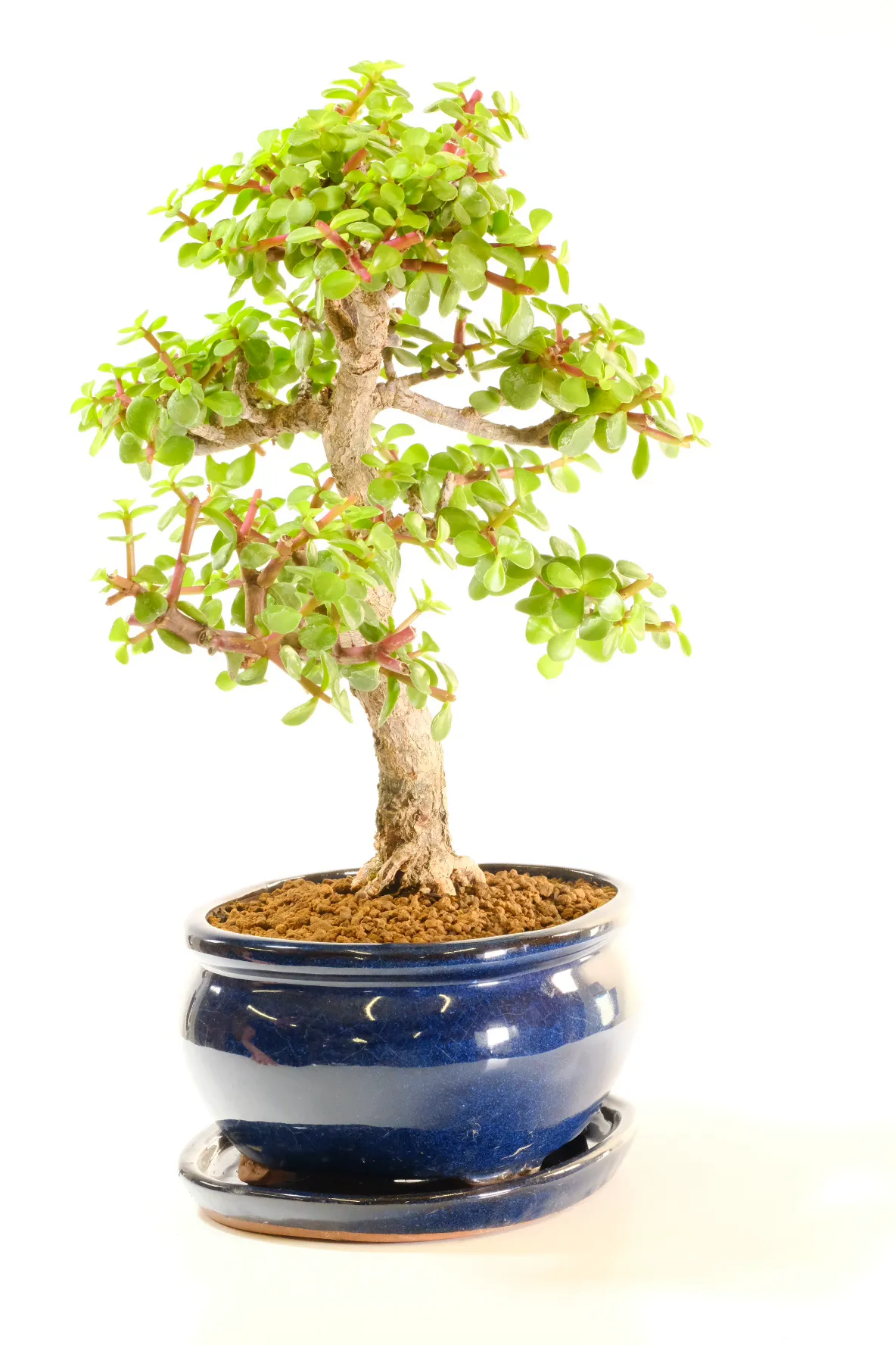 Magical Clean Air Tree