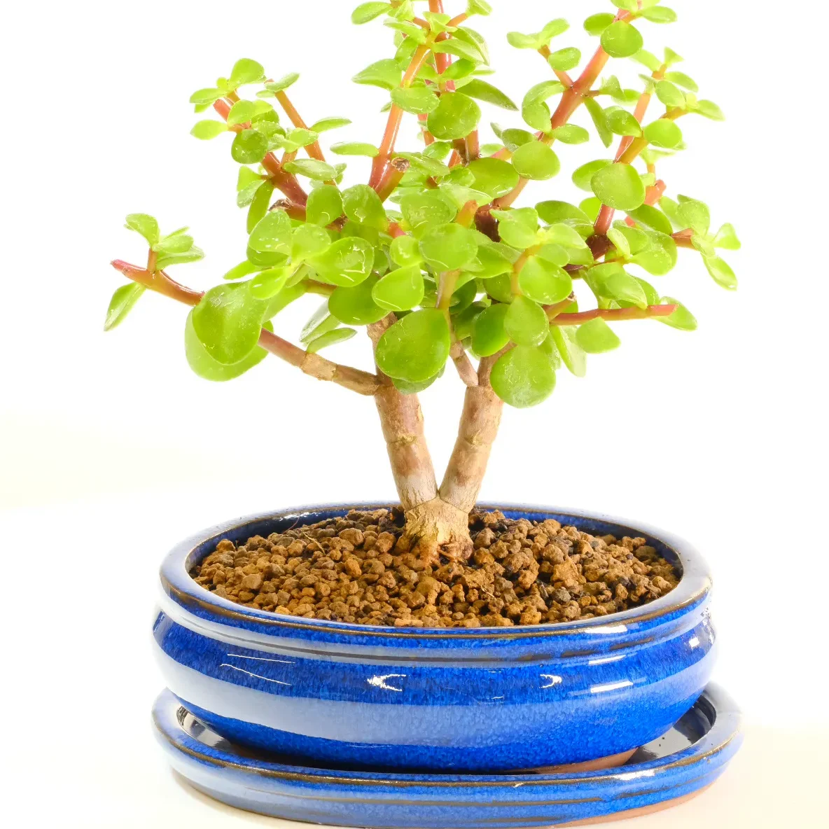 A Beautiful, Easy-Care Jade Bonsai Tree