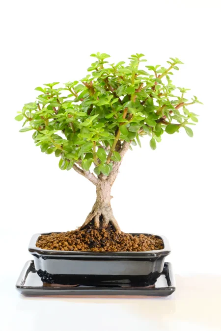 Supreme Jade Bonsai - Money Tree Bonsai - Good Luck & Prosperity