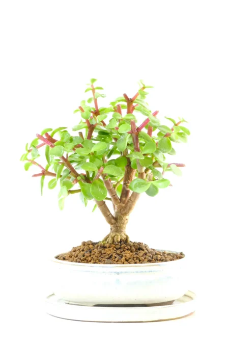 Petite Dwarf Money Tree Jade Bonsai | Brand New Cream Pot