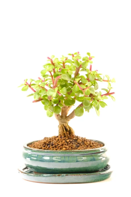 Lucky Jade (Money Tree) Bonsai with Glistening Gem-Shaped Leaves