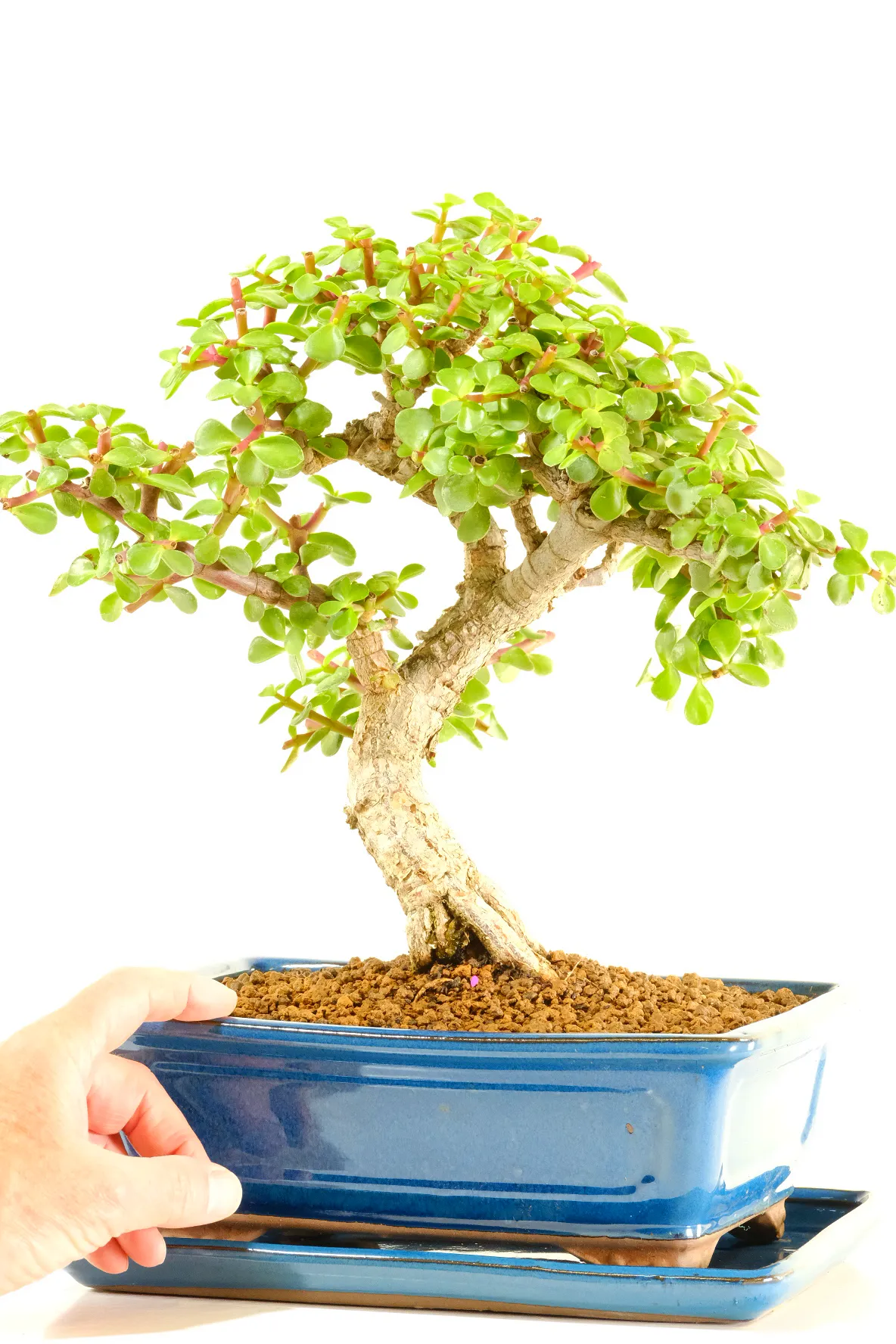 Specimen quality Jade bonsai Tree | Money Plant