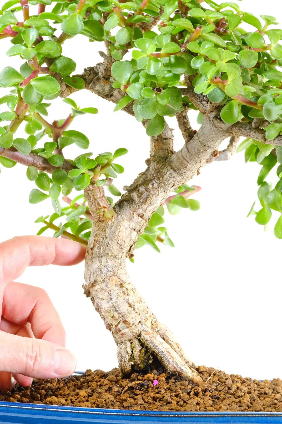 Strong powerful trunk with textured bark on this bonsai tree for indoor gardening