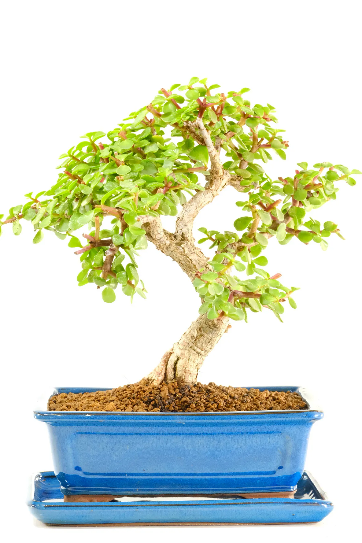 Petite Dwarf Money Tree Jade Bonsai | Brand New Leaden Blue Pot