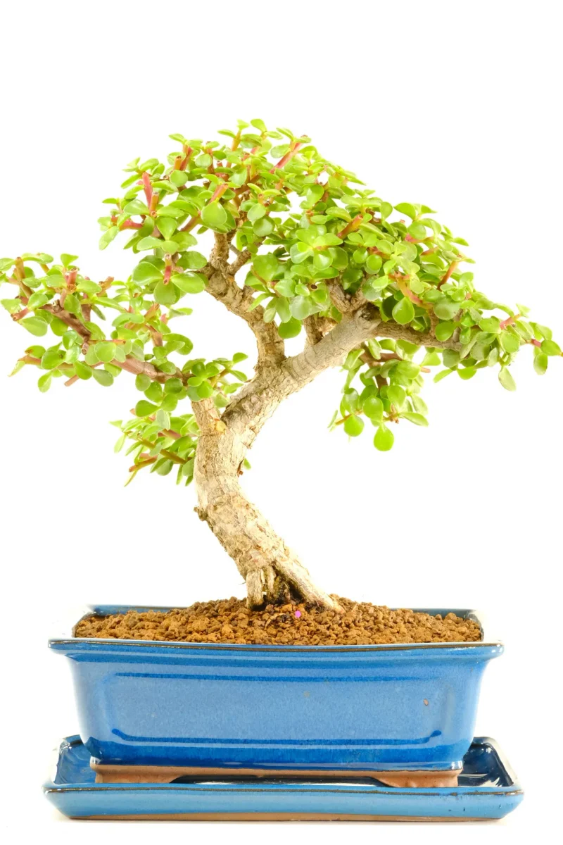 Exceptional Dwarf Money Tree Jade Bonsai - Tree of Luck & Prosperity
