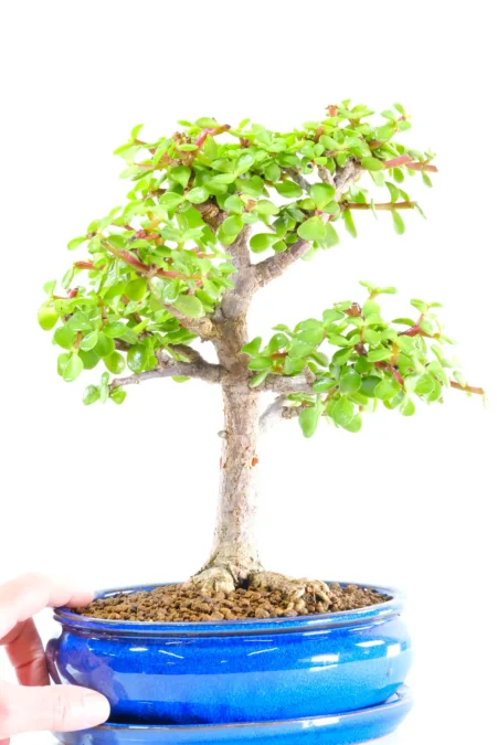 A Distinctive Portulacaria afra with Artistic Movement & Beginner-Friendly Care