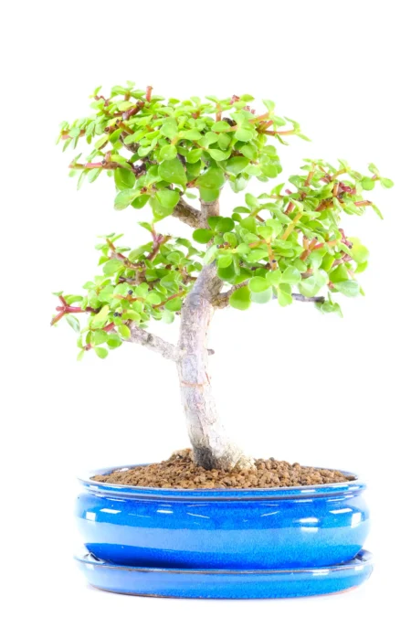 Remarkable Powerful Jade Bonsai - Twisty Money Tree Bonsai Symbolises Luck & Prosperity
