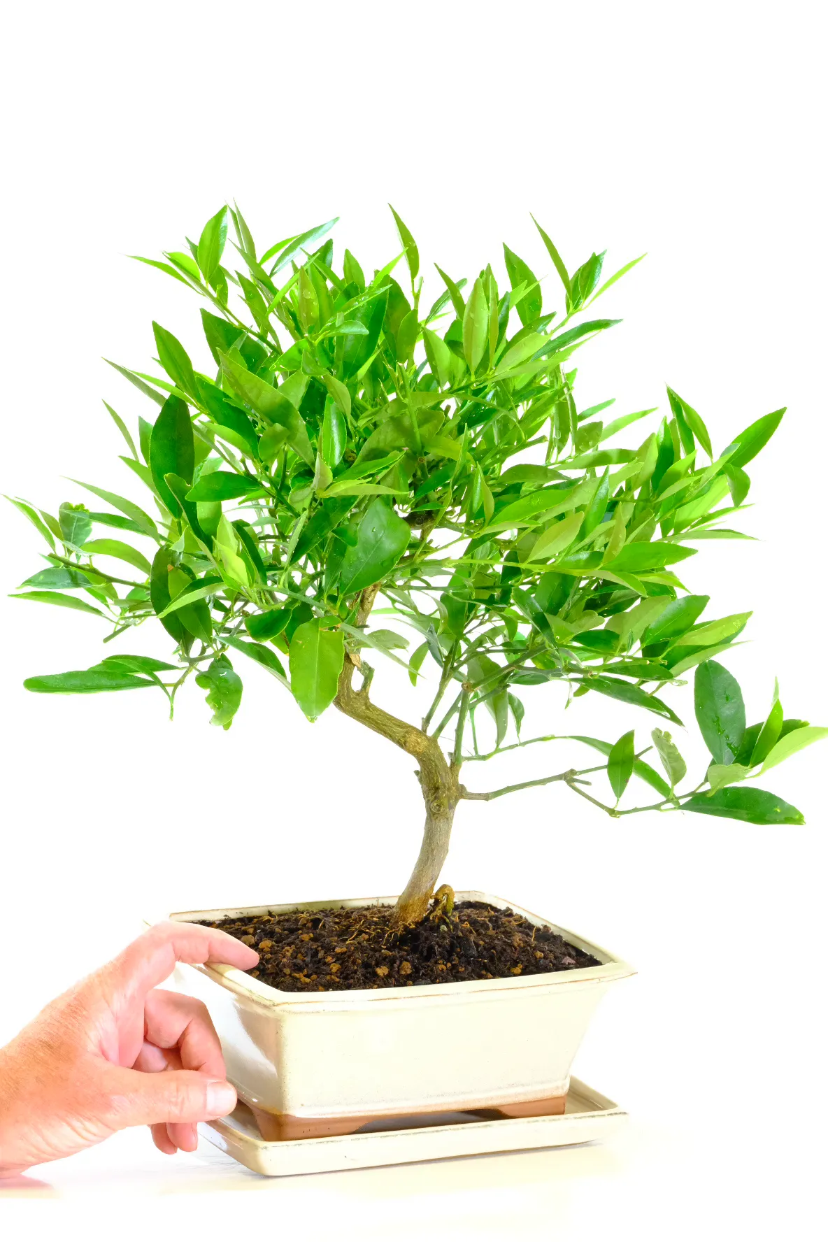 We Love This Lemon Bonsai Tree