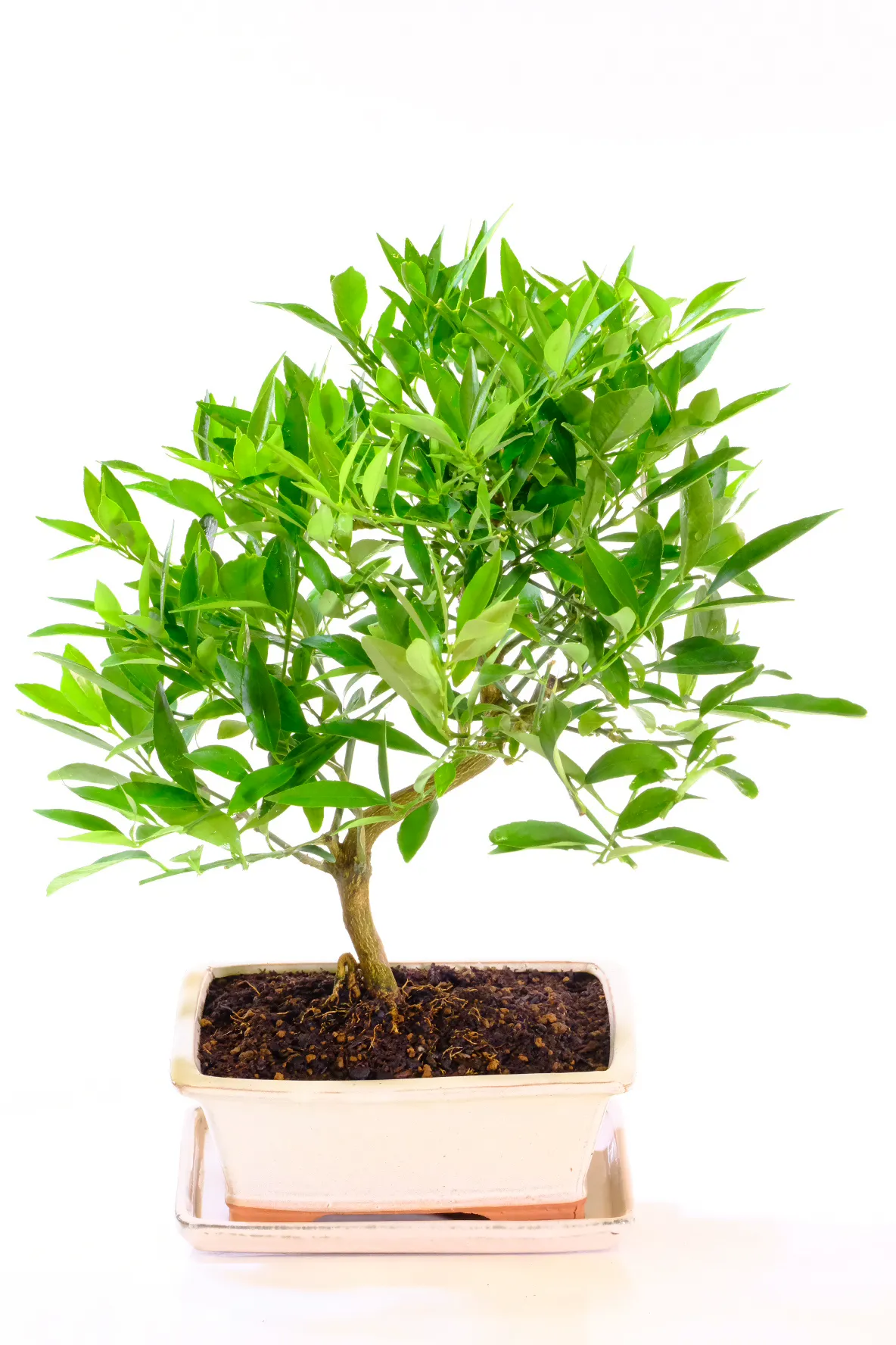 Citrus Limonquat is Perfect for Bonsai