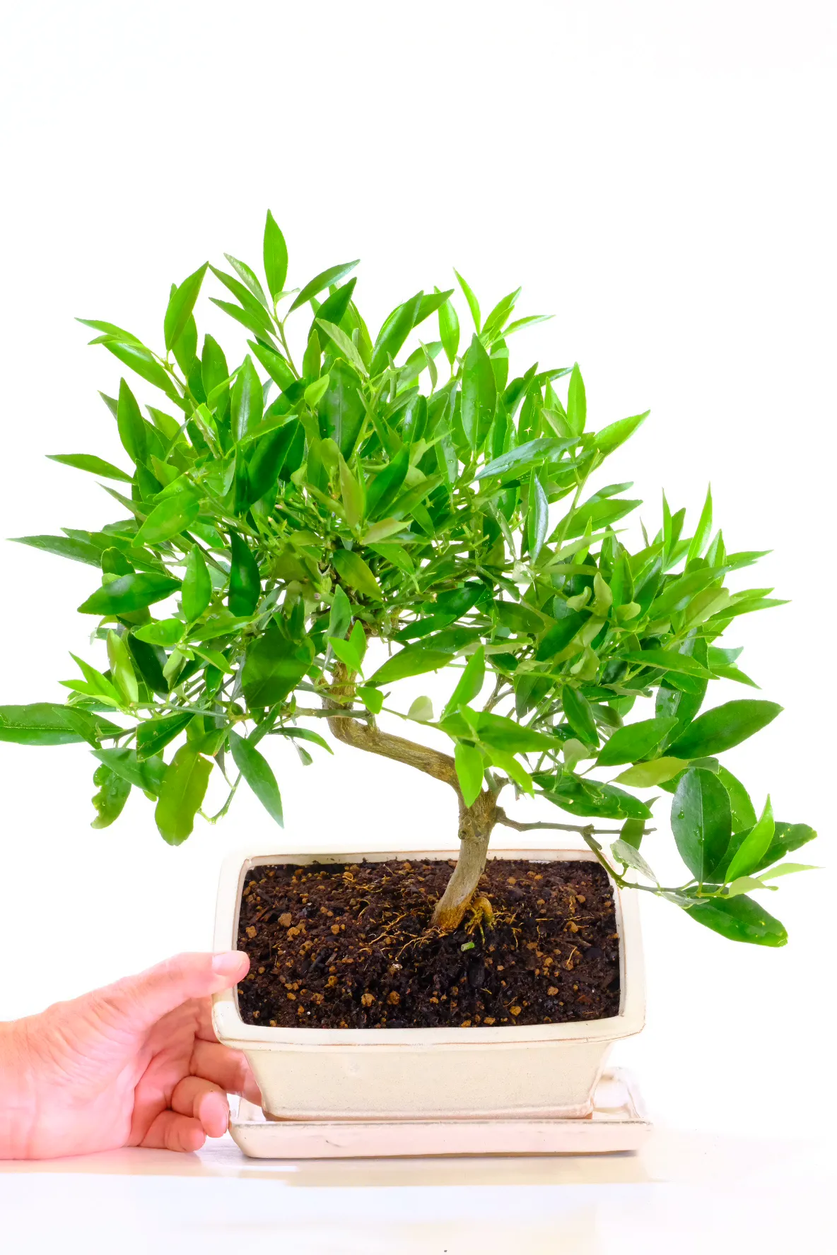Fruiting and flowering bonsai tree