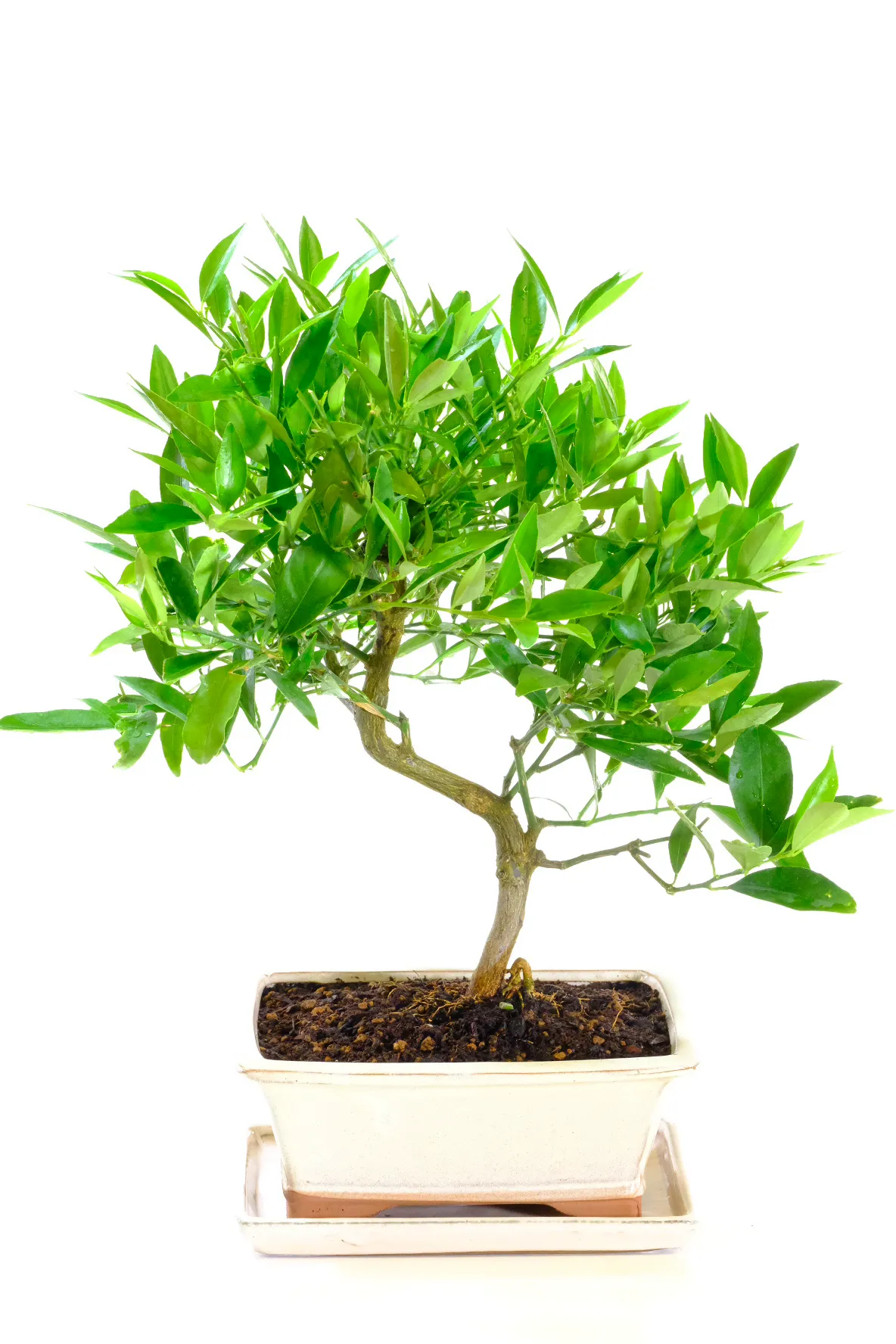 Incredible Lemon bonsai tree for sale UK