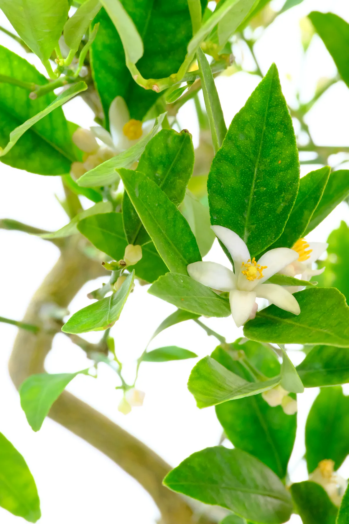 Flowers of the lemon blossom bonsai tree
