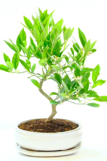 Lemon Bonsai Tree for sale in Ivory Ceramic Bonsai Pot