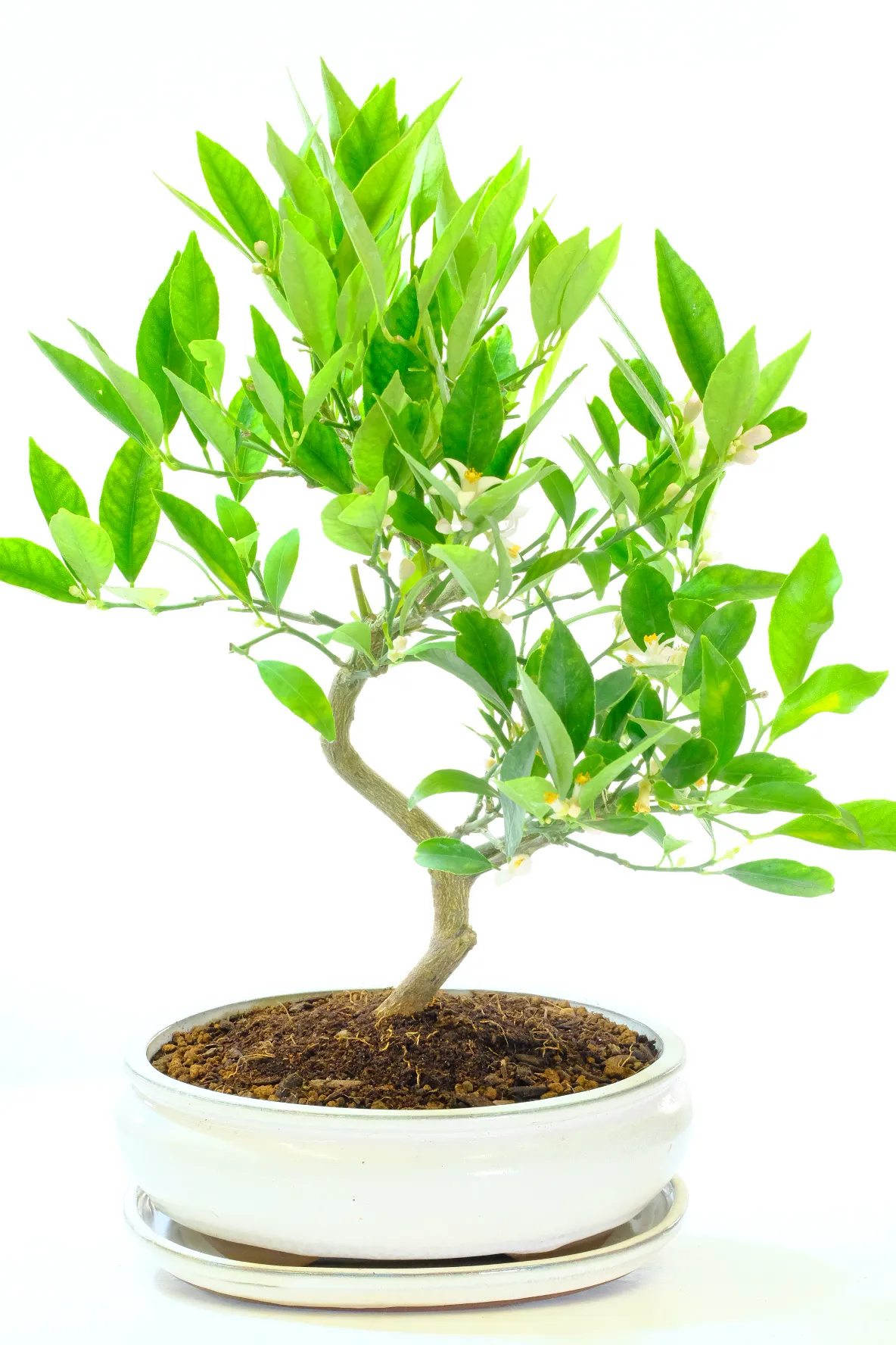 Lemon Bonsai Tree for sale in Ivory Ceramic Bonsai Pot
