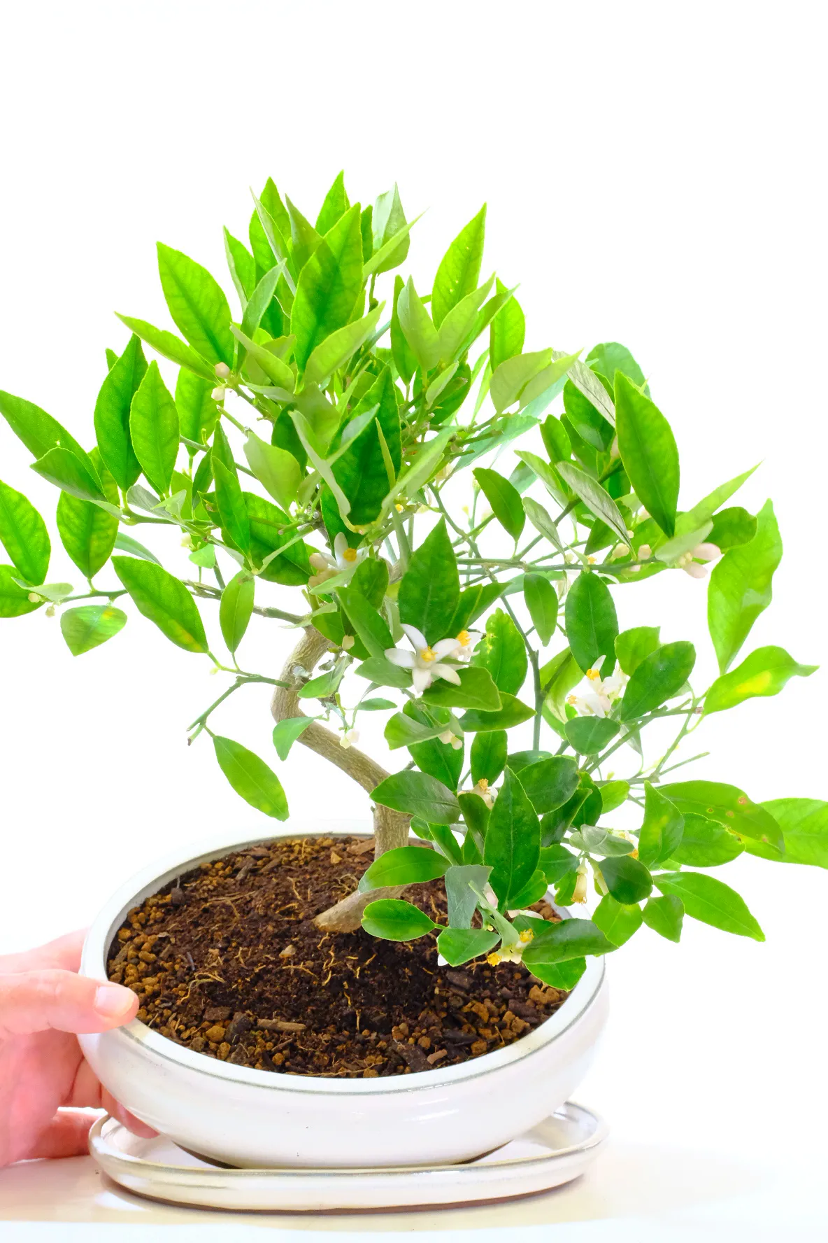 Lemon Bonsai Tree | Mediterranean Citrus Limonquat (In Flower July 2026)