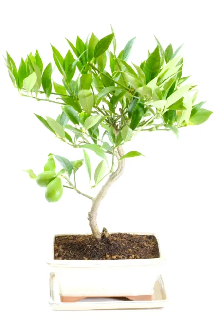 Fruiting and flowering Lemon bonsai tree for sale