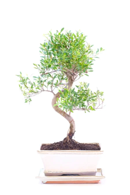 Sweeping Evergreen Flowering Roseapple in Classic Ivory Pot - Symbolises Joy, Love & Good Fortune